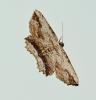 Menophra abruptaria